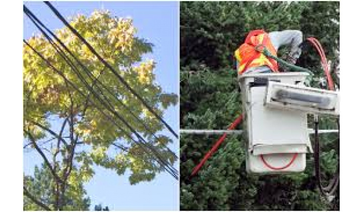 Oznámenia o plánovanom výrube NN a Výzva na vykonanie výrubu/okliesnenia stromov a iných porastov formou verejnej vyhlášky, upozornenie